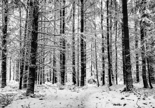 Winterwald #3 von Joe Kaiser, Fotografie kaufen auf Singulart