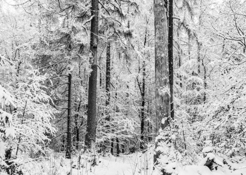 Winterwald #4 Joe Kaiser