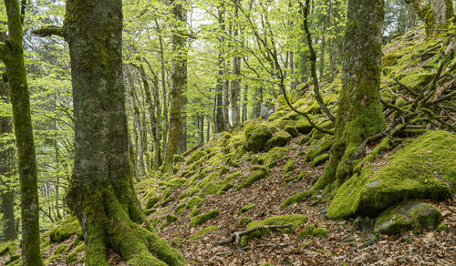 Bergwald #1 von Joe Kaiser, Fotografie kaufen auf Singulart
