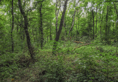 Auenwald #2 by Joe Kaiser, Photography for Sale on Singulart