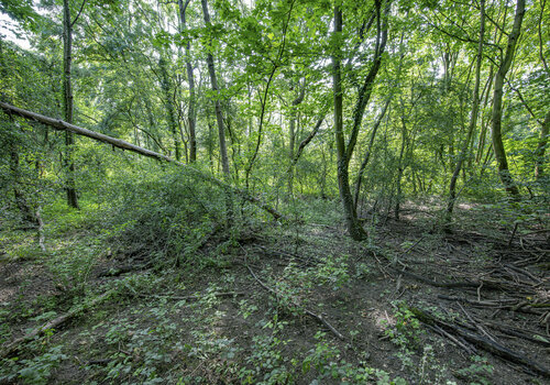 Auenwald #3 by Joe Kaiser, Photography for Sale on Singulart
