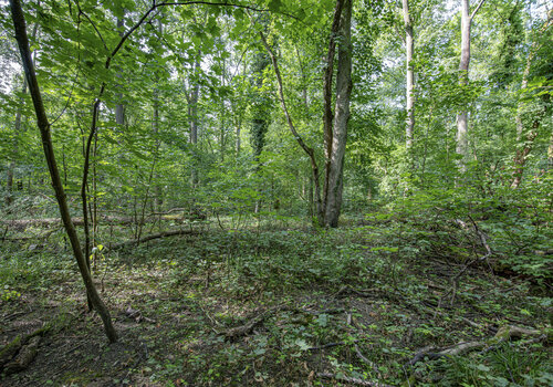 Auenwald #4 by Joe Kaiser, Photography for Sale on Singulart