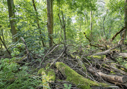 Auenwald #5 by Joe Kaiser, Photography for Sale on Singulart