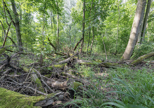 Auenwald #6 by Joe Kaiser, Photography for Sale on Singulart