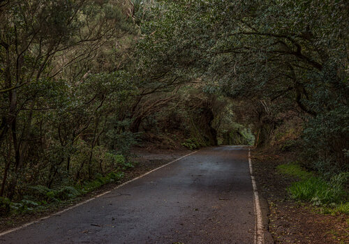 Durch den dunklen Lorbeerwald des Anagagebirges de Joe Kaiser, Fotografía a la venta en Singulart