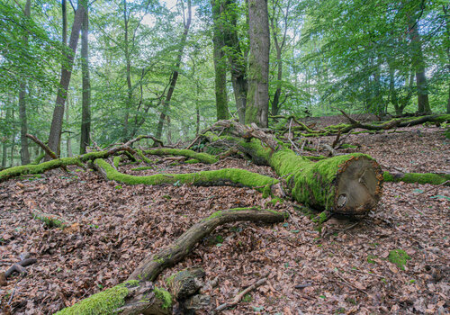 Bergwald #2 de Joe Kaiser, Fotografía a la venta en Singulart