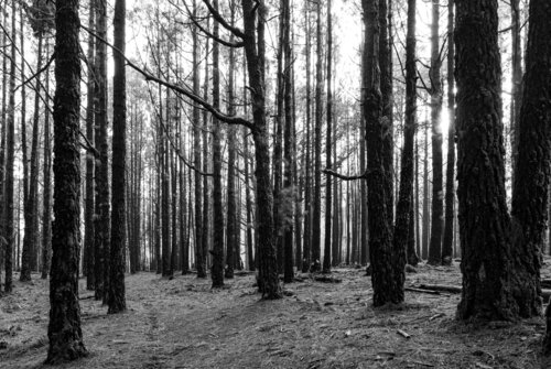 Bosque de la Esperanza #1 by Joe Kaiser, Photography for Sale on Singulart