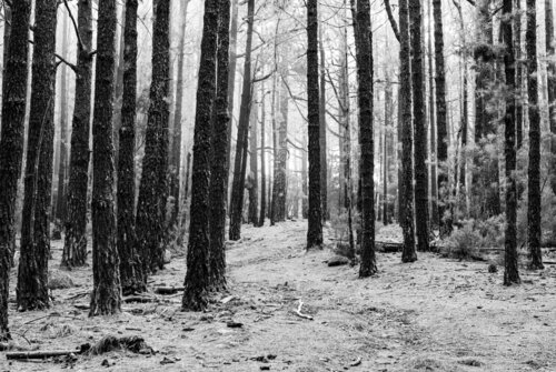 Bosque de la Esperanza #2 par Joe Kaiser, Photographie en vente sur Singulart