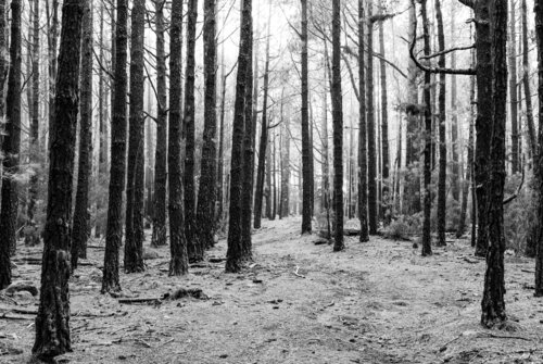 Bosque de la Esperanza #3 by Joe Kaiser, 写真 for Sale on Singulart