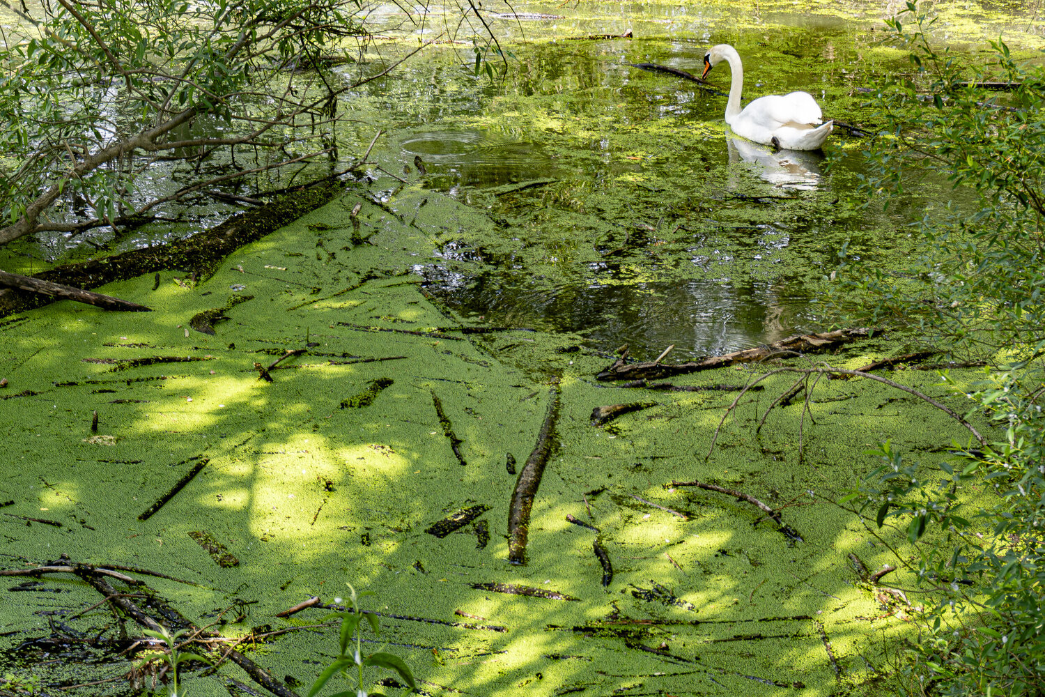 Ein Schwan in den stillen Rheinauen Joe Kaiser
