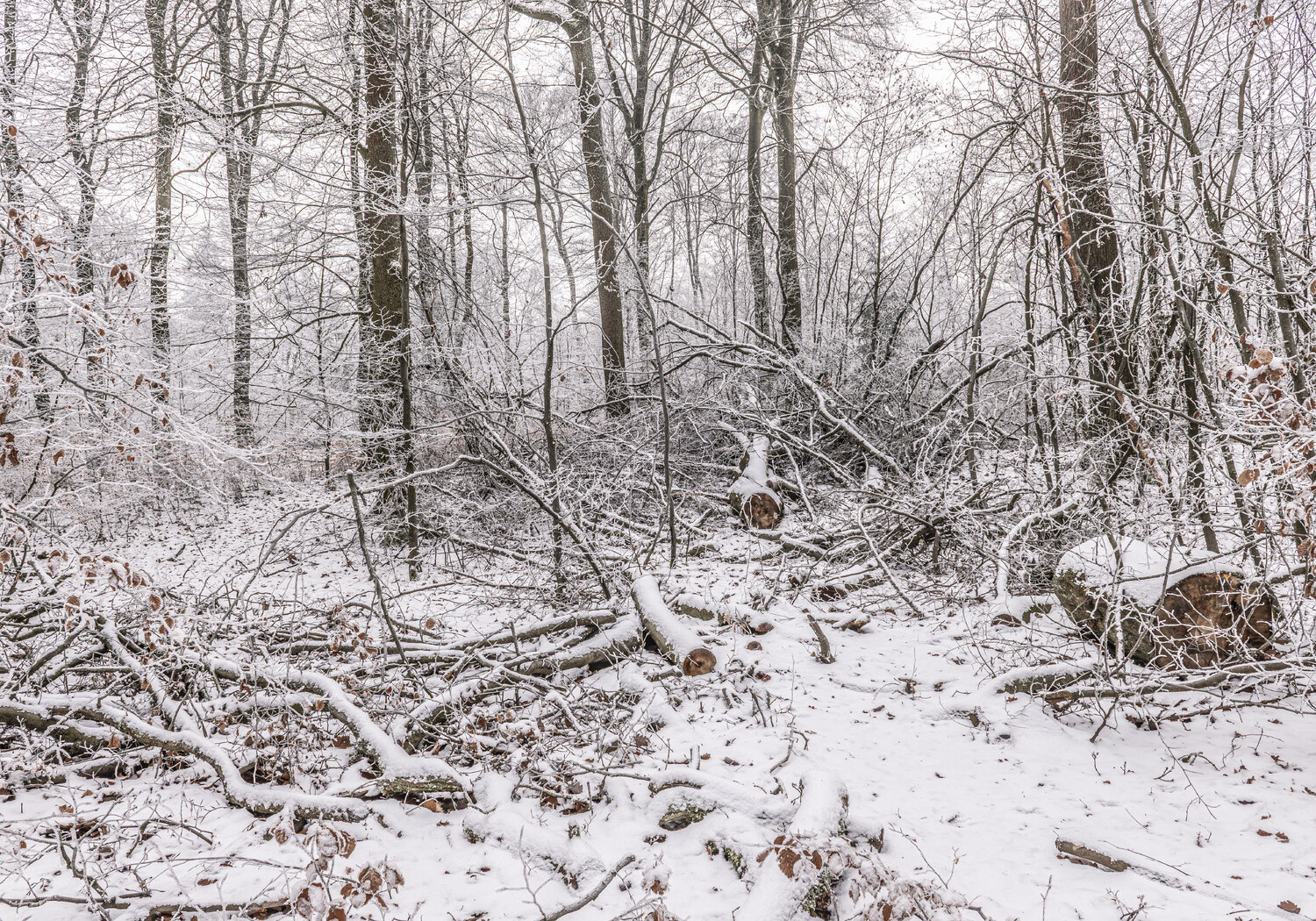 Winterwald #1 Joe Kaiser