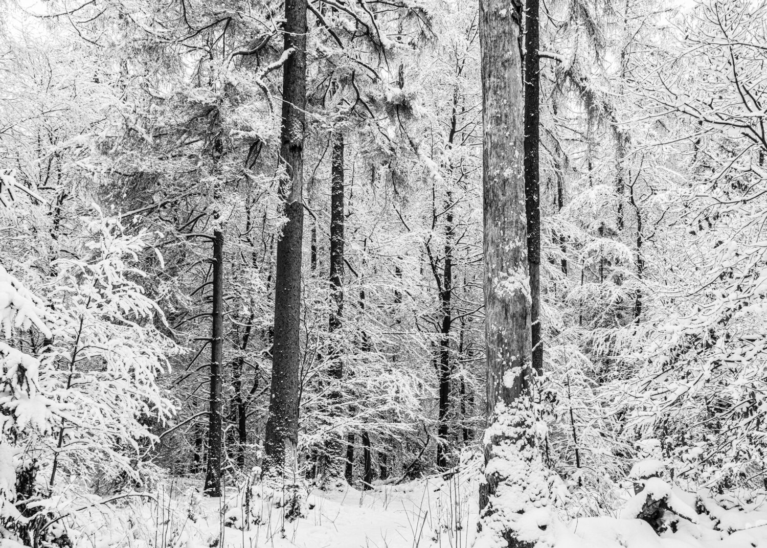 Winterwald #4 Joe Kaiser