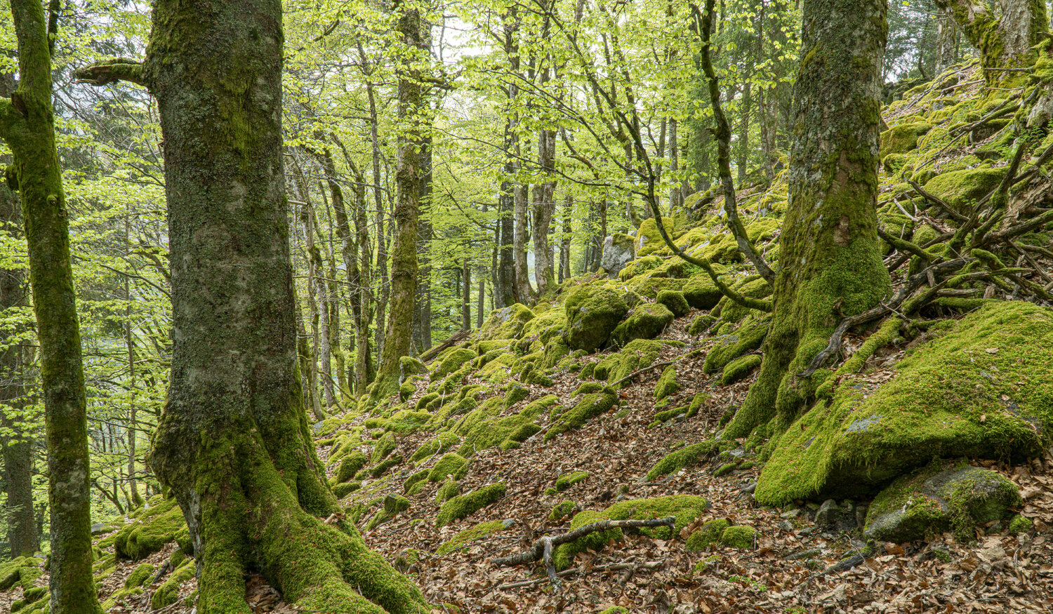 Bergwald #1 Joe Kaiser