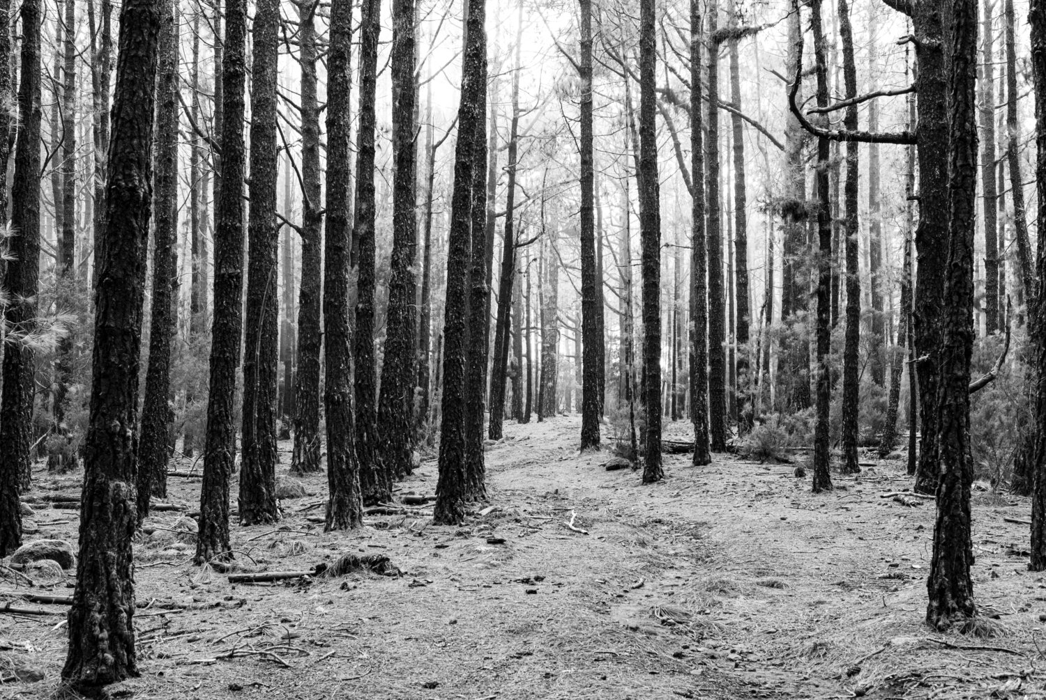 Bosque de la Esperanza #3 Joe Kaiser Photographie à vendre
