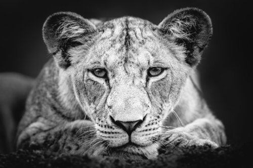 Looking At Me Looking At You de Johan Siggesson, Fotografía a la venta en Singulart