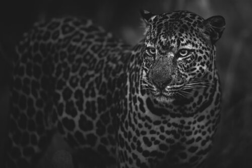 Kovu de Johan Siggesson, Fotografía a la venta en Singulart
