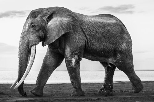 Michael de Johan Siggesson, Fotografía a la venta en Singulart