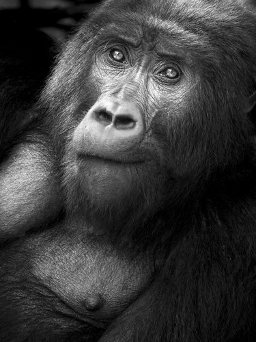 Self Reflection by Johan Siggesson, Photography for Sale on Singulart