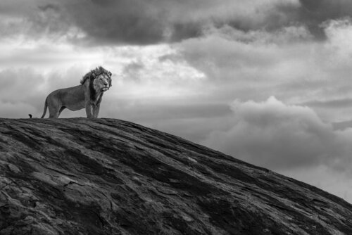 Timeless Reign von Johan Siggesson, Fotografie kaufen auf Singulart