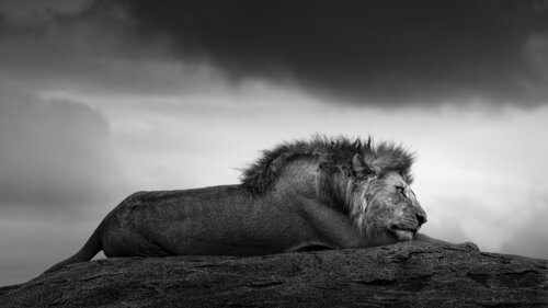 The Dreamer de Johan Siggesson, Fotografía a la venta en Singulart
