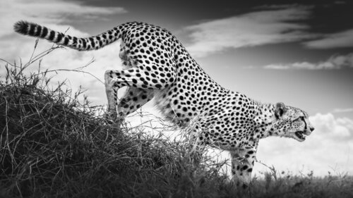 Locked On de Johan Siggesson, Fotografía a la venta en Singulart
