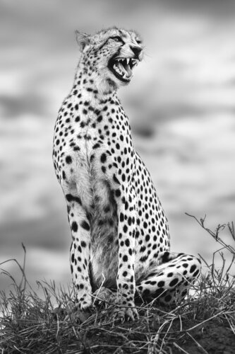 Silent Cry de Johan Siggesson, Fotografía a la venta en Singulart