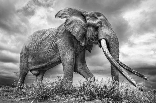Craig III de Johan Siggesson, Fotografía a la venta en Singulart