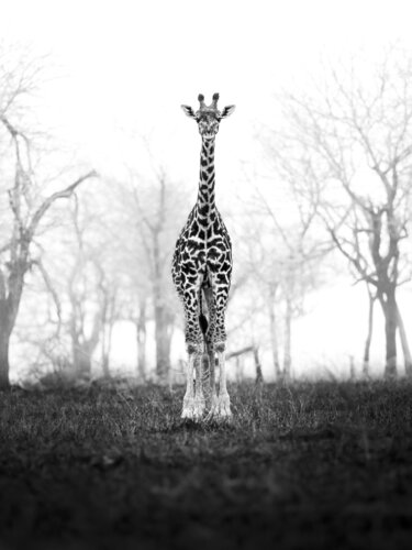 Equilibrium de Johan Siggesson, Fotografía a la venta en Singulart
