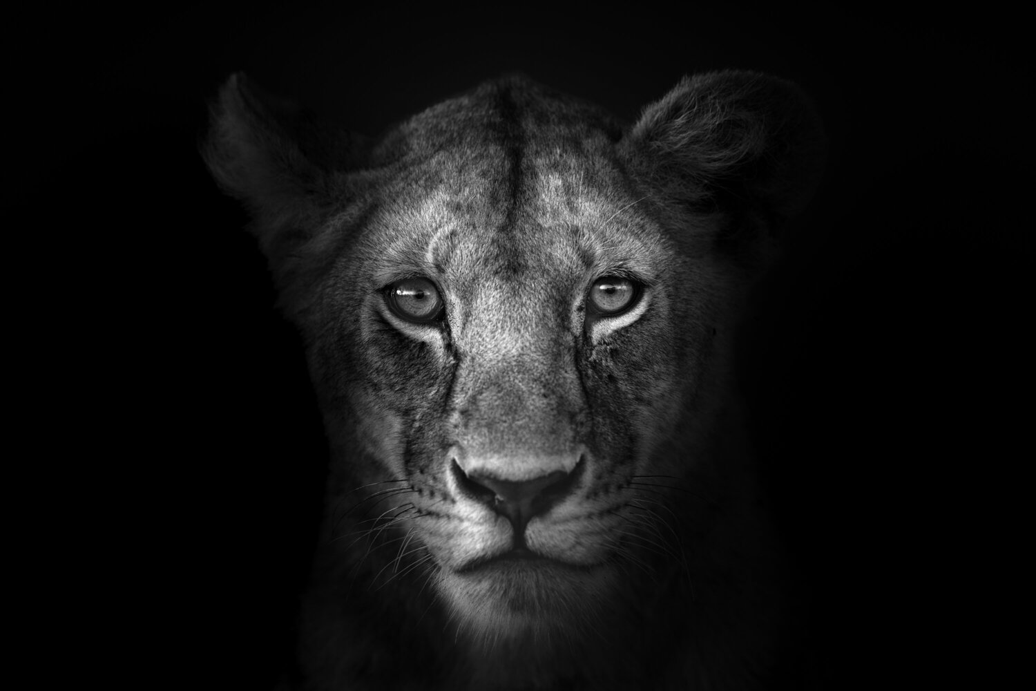 From the Shadows Johan Siggesson