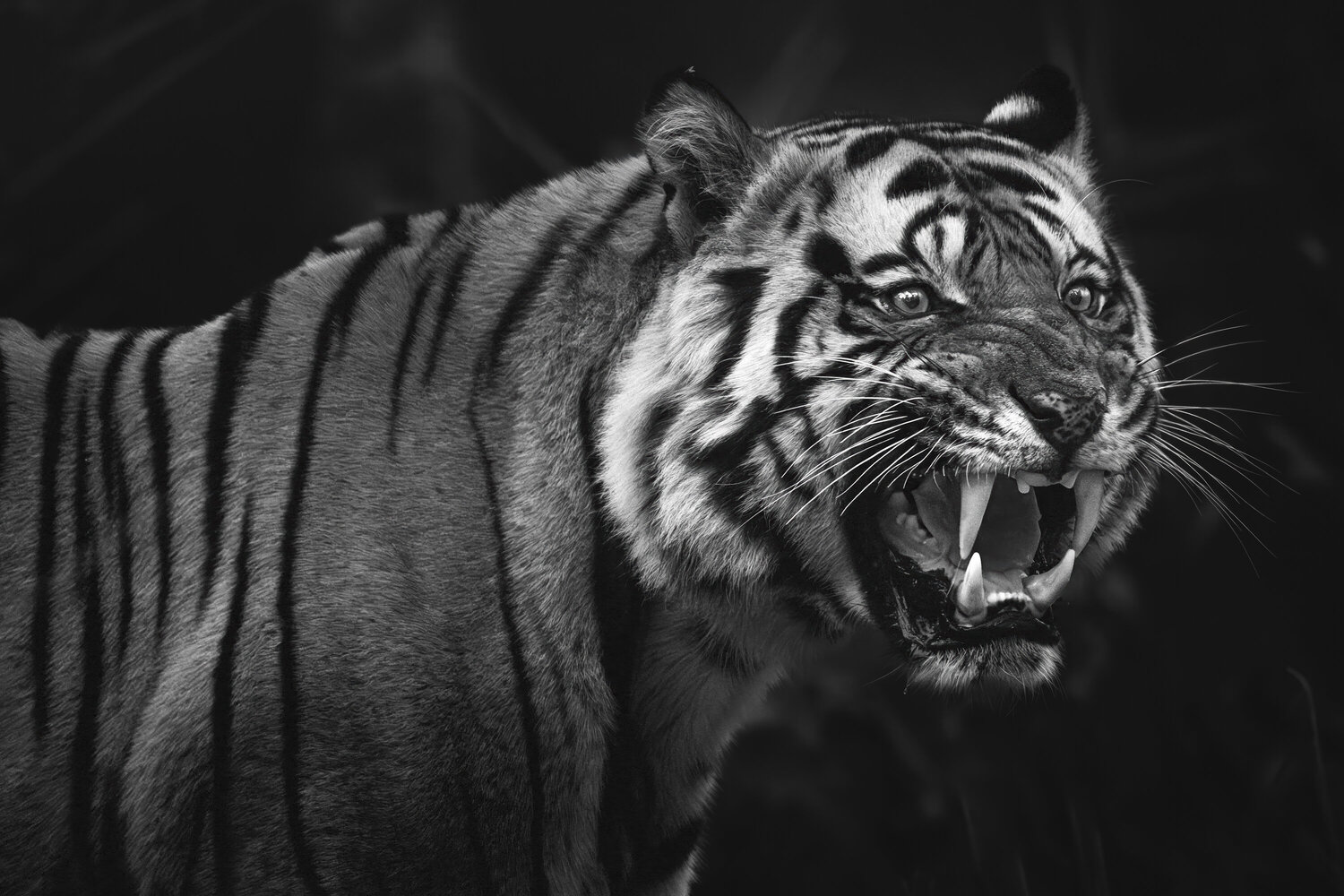 Born to Reign - Tiger wall art Johan Siggesson