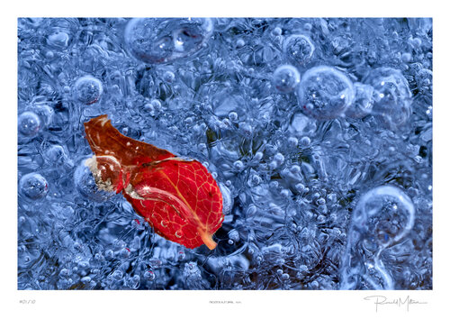 Frozen Autumn van Ronald Mitterer, Fotografie te koop op Singulart