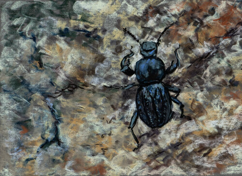 Beetle climbing up a wall von Ana Mouga, Zeichnungen kaufen auf Singulart