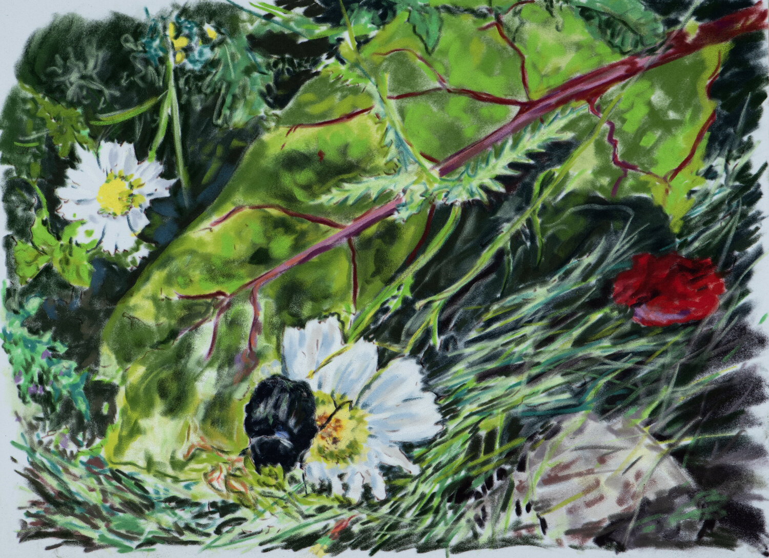 chafer beetle Ana Mouga