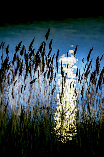 Chuchotements lunaires von VANVI, Fotografie kaufen auf Singulart