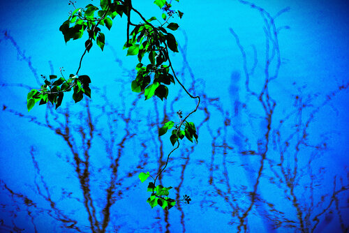 Feuilles vertes sur l'azur figé von VANVI, Fotografie kaufen auf Singulart