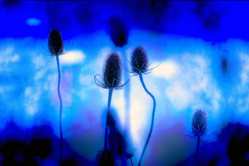 Les chardons brûlants sous un souffle bleu von VANVI, Fotografie kaufen auf Singulart