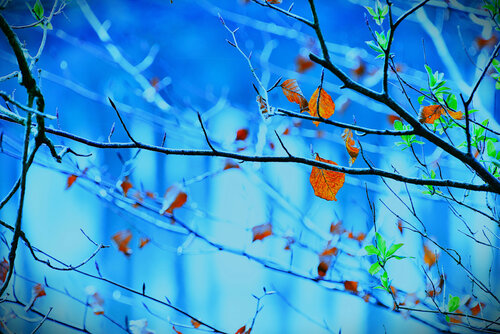 Etreinte d'automne von VANVI, Fotografie kaufen auf Singulart