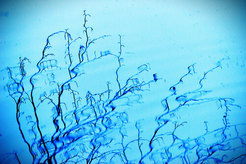 Mémoire végétal sur l'onde aquatique frémissante. von VANVI, Fotografie kaufen auf Singulart