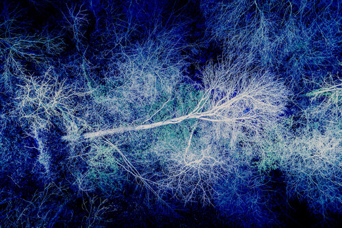 Là l'arbre se tait, la nature bleue murmure... von VANVI, Fotografie kaufen auf Singulart