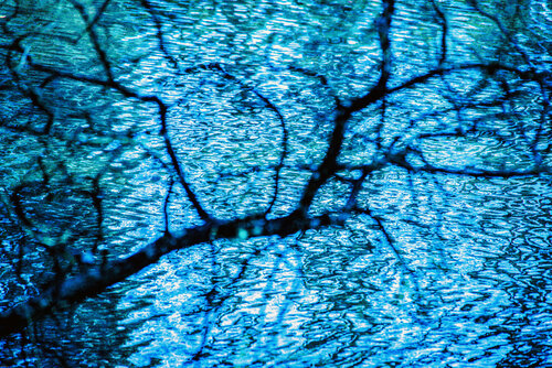 Vestige d'ombre végétal sur un miroir bleu frémissant. von VANVI, Fotografie kaufen auf Singulart