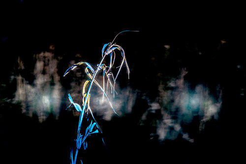 Survivance sous braise von VANVI, Fotografie kaufen auf Singulart