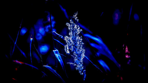 Danse silensieuse des âmes végétales von VANVI, Fotografie kaufen auf Singulart