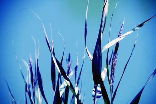Roseaux d'argent, danse silencieuse van VANVI, Fotografie te koop op Singulart