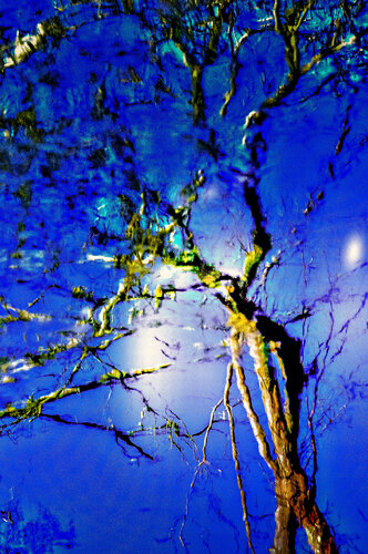 Danse silencieuse des âmes végétales - 2 by VANVI, Photography for Sale on Singulart