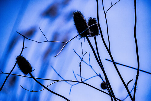 Les chardons brûlants sous un soufle bleu - 2 van VANVI, Fotografie te koop op Singulart