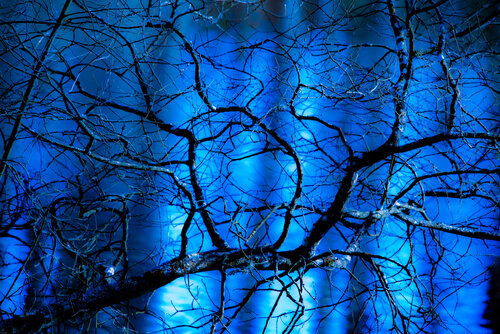 Vestige d'ombre végétal sur un miroir bleu frémissant - 2 di VANVI, Fotografia in vendita su Singulart