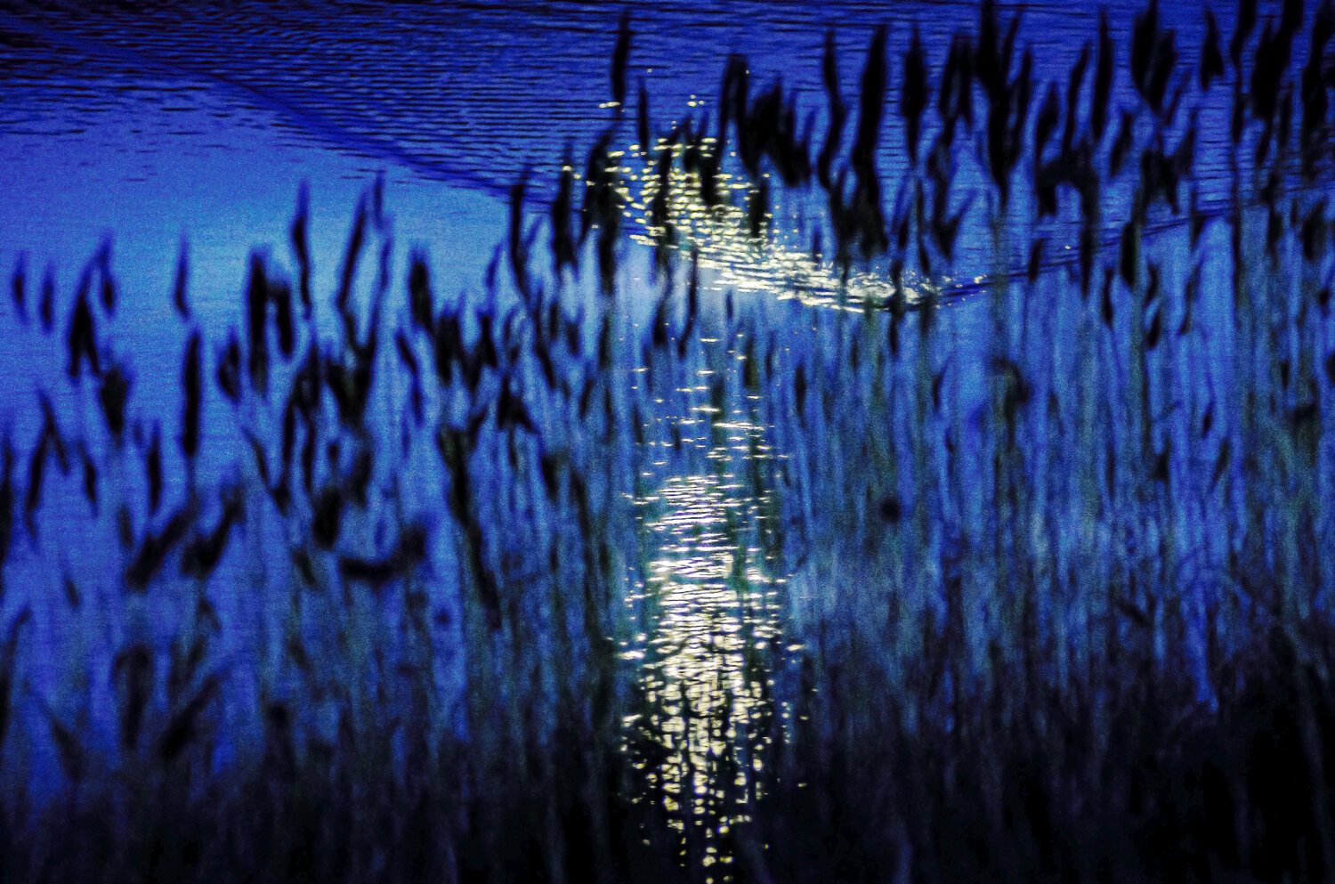 Murmures argentés VANVI