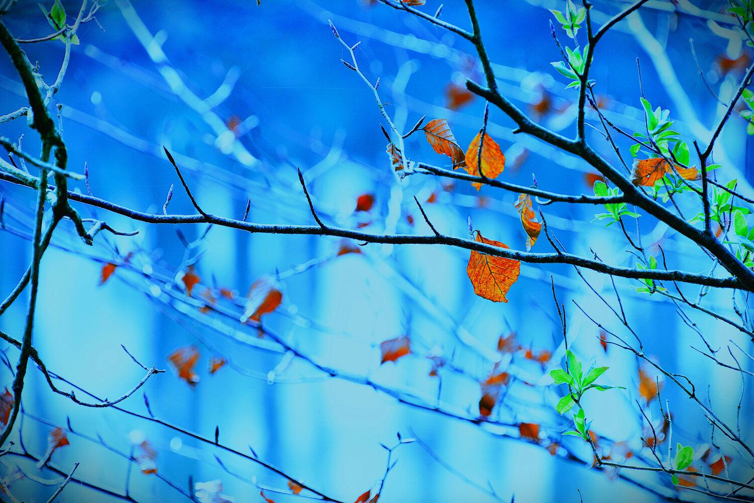 Etreinte d'automne VANVI
