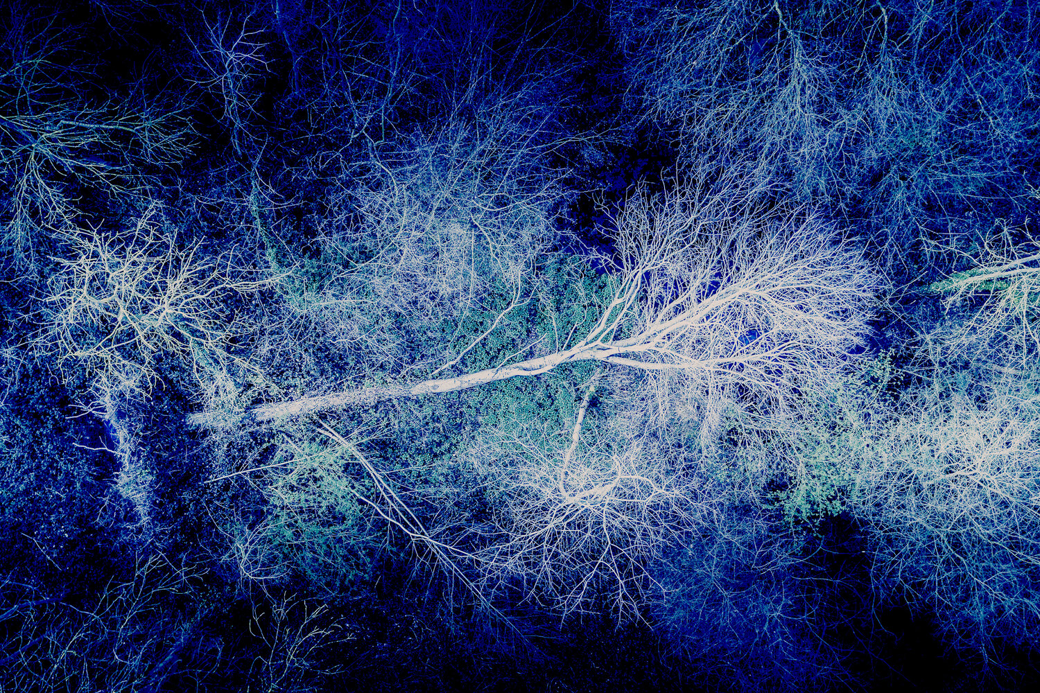 Là l'arbre se tait, la nature bleue murmure... VANVI Fotografie zu verkaufen