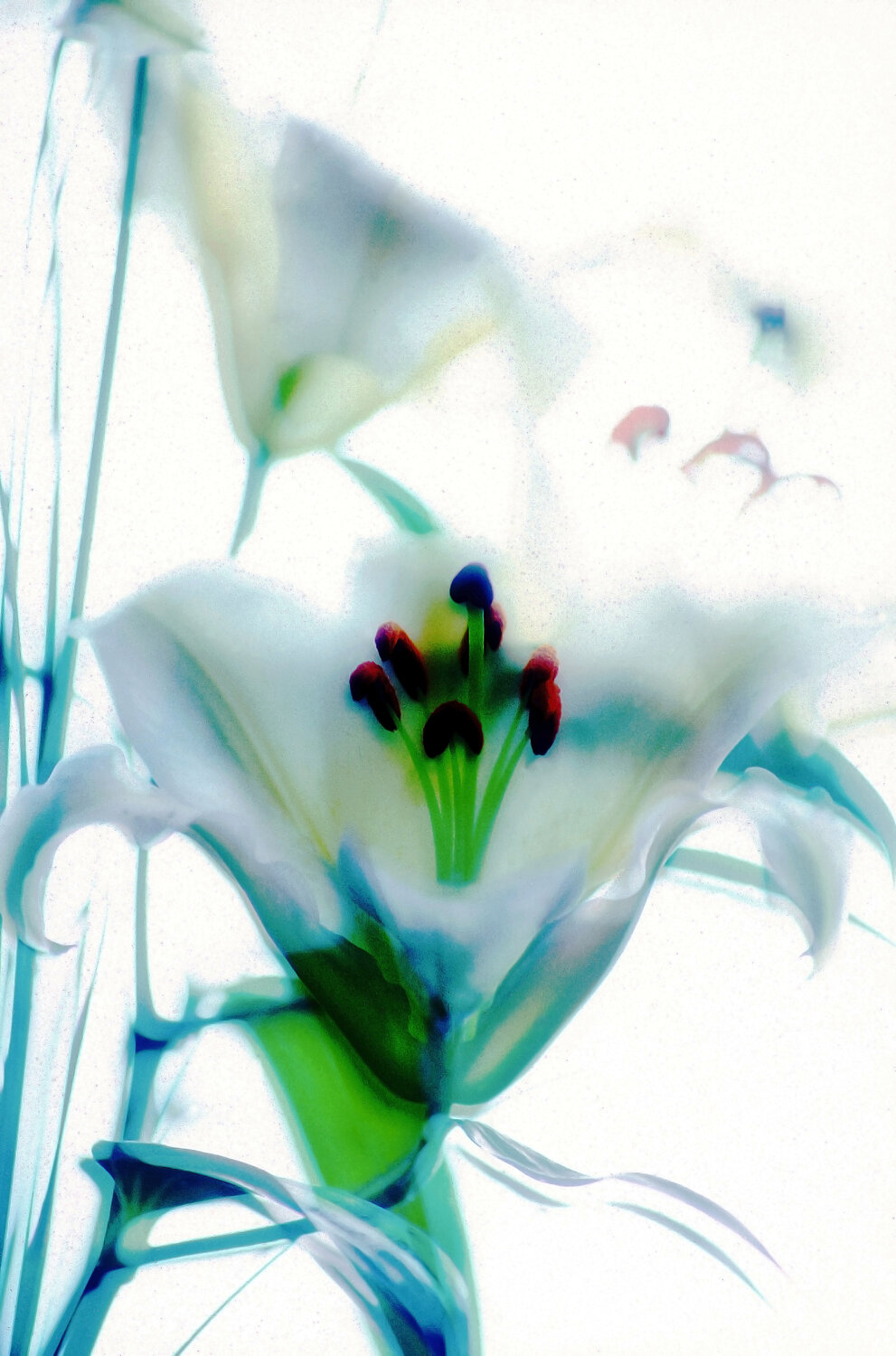 Lys sous brume d'azur VANVI